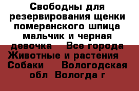 Свободны для резервирования щенки померанского шпица мальчик и черная девочка  - Все города Животные и растения » Собаки   . Вологодская обл.,Вологда г.